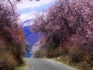 【冰川桃花】纯玩无购物桃花节五日游