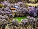 【藏地江南】川藏桃花节十日游